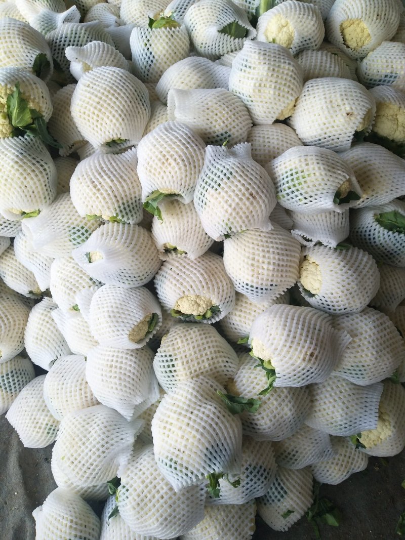 套袋有机菜花青更面白，精品，货源充足，耐运逾，等特点，
