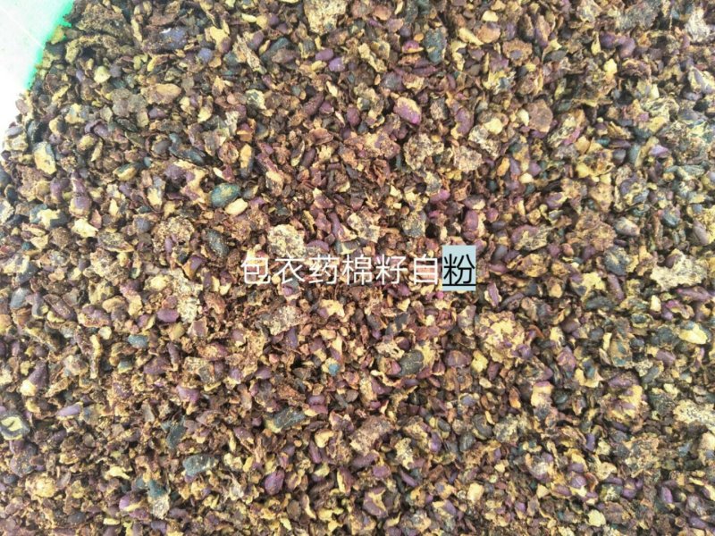 熟榨新疆棉籽饼，无杂，无水片状，养殖场或肥料的**