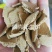 熟榨新疆棉籽饼，无杂，无水片状，养殖场或肥料的**