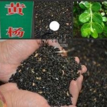 黄杨种子基地直销，免费提供技术出芽率百分之95左右