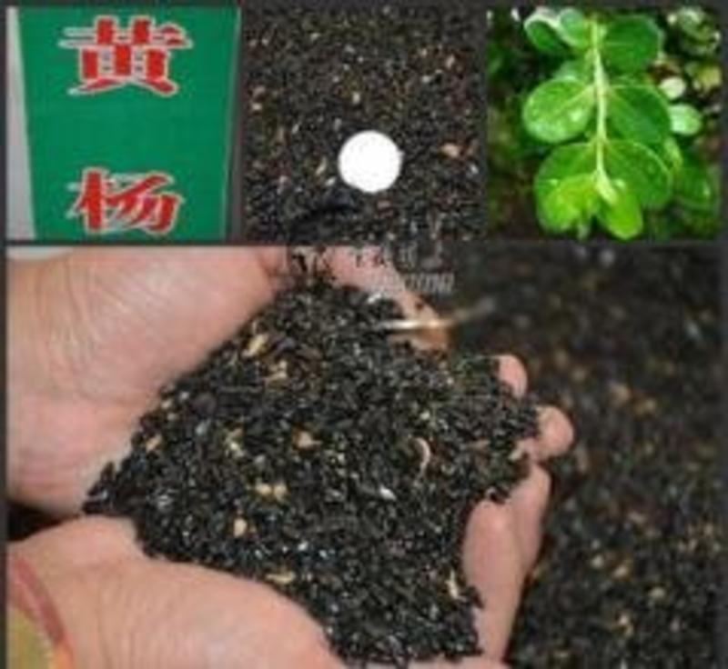 黄杨种子基地直销，免费提供技术出芽率百分之95左右