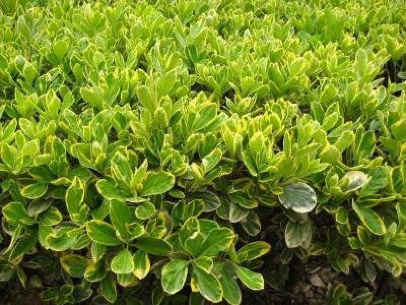 黄杨种子基地直销，免费提供技术出芽率百分之95左右