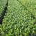 黄杨种子基地直销，免费提供技术出芽率百分之95左右