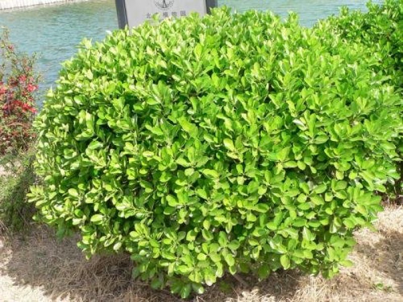 黄杨种子基地直销，免费提供技术出芽率百分之95左右