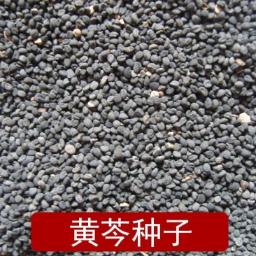 黄芩种子出芽率百分之95左右