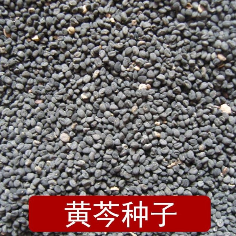 黄芩种子出芽率百分之95左右