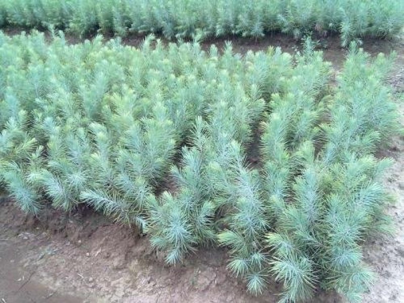 雪松种子出芽率百分之95左右免费提供种植资料