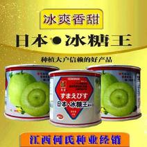 日本冰糖王香瓜甜瓜种子四季水果种子