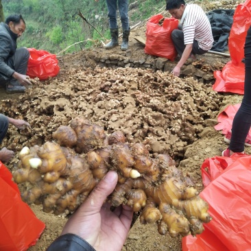 现有二十吨小黄姜
