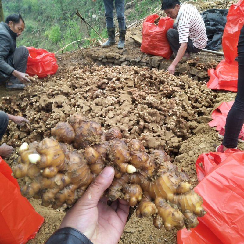 现有二十吨小黄姜