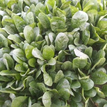 菠菜