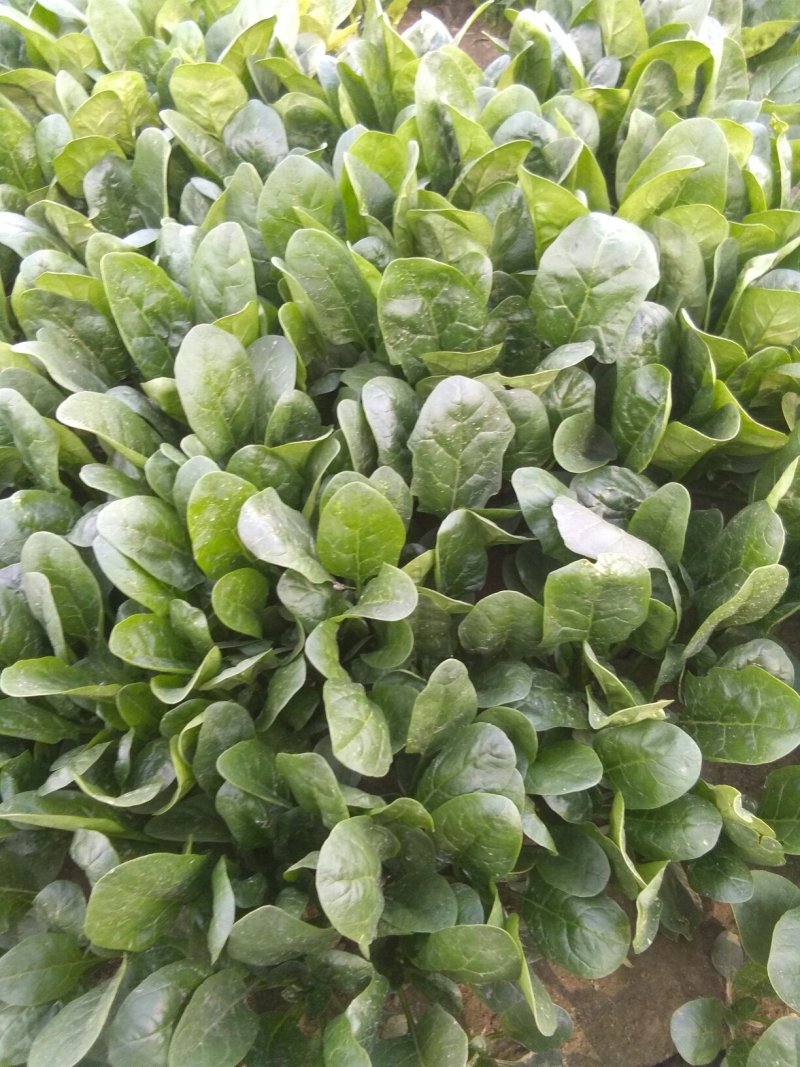 菠菜