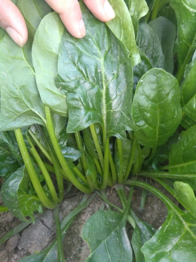 菠菜