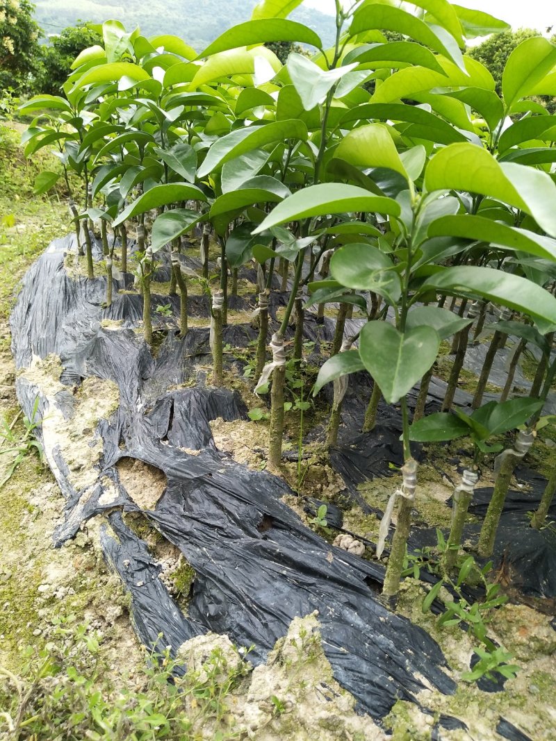 大叶枳壳头(枳橙头)大果有籽沃柑苗特早熟着色快均匀果大