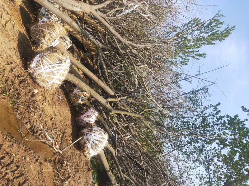 合欢绒花规格齐全指树挖树8_30公分包成活