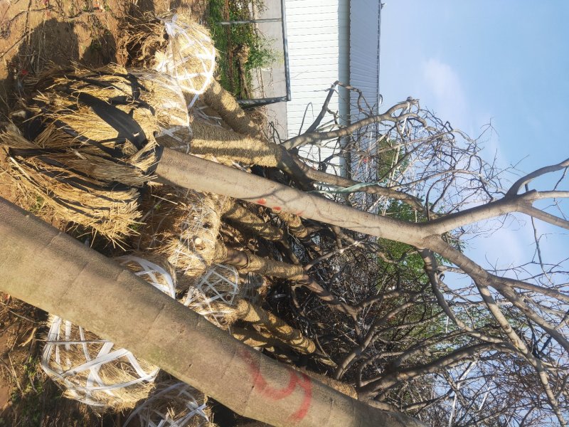 合欢绒花规格齐全指树挖树8_30公分包成活
