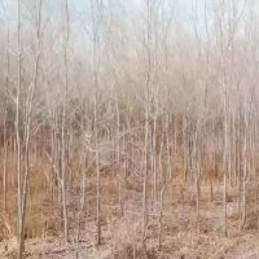 胡杨各类规格，需要的联系我
