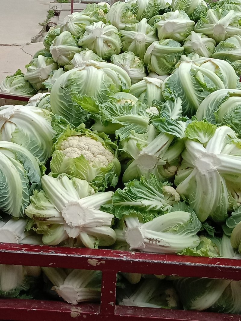 白花菜