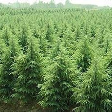 雪松种子出芽率百分之95