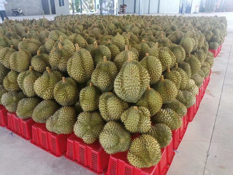 榴莲