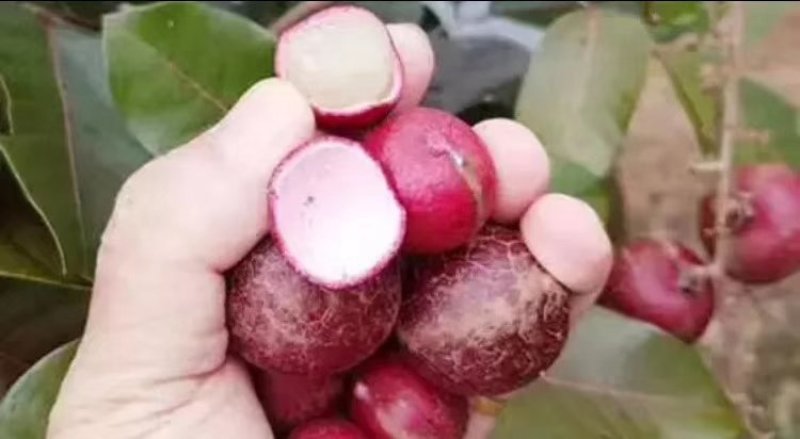 嫁接红龙眼树苗四季蜜龙眼树苗植当年结果
