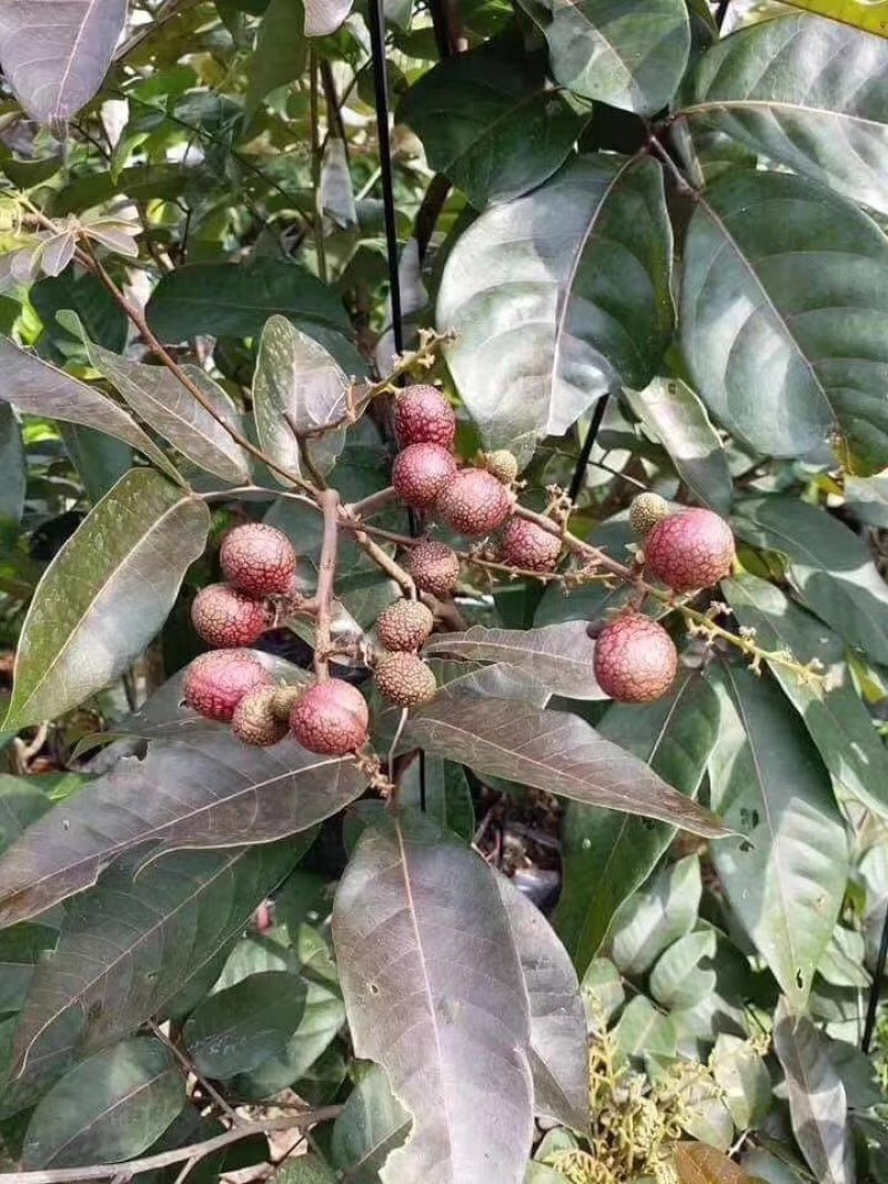嫁接红龙眼树苗四季蜜龙眼树苗植当年结果