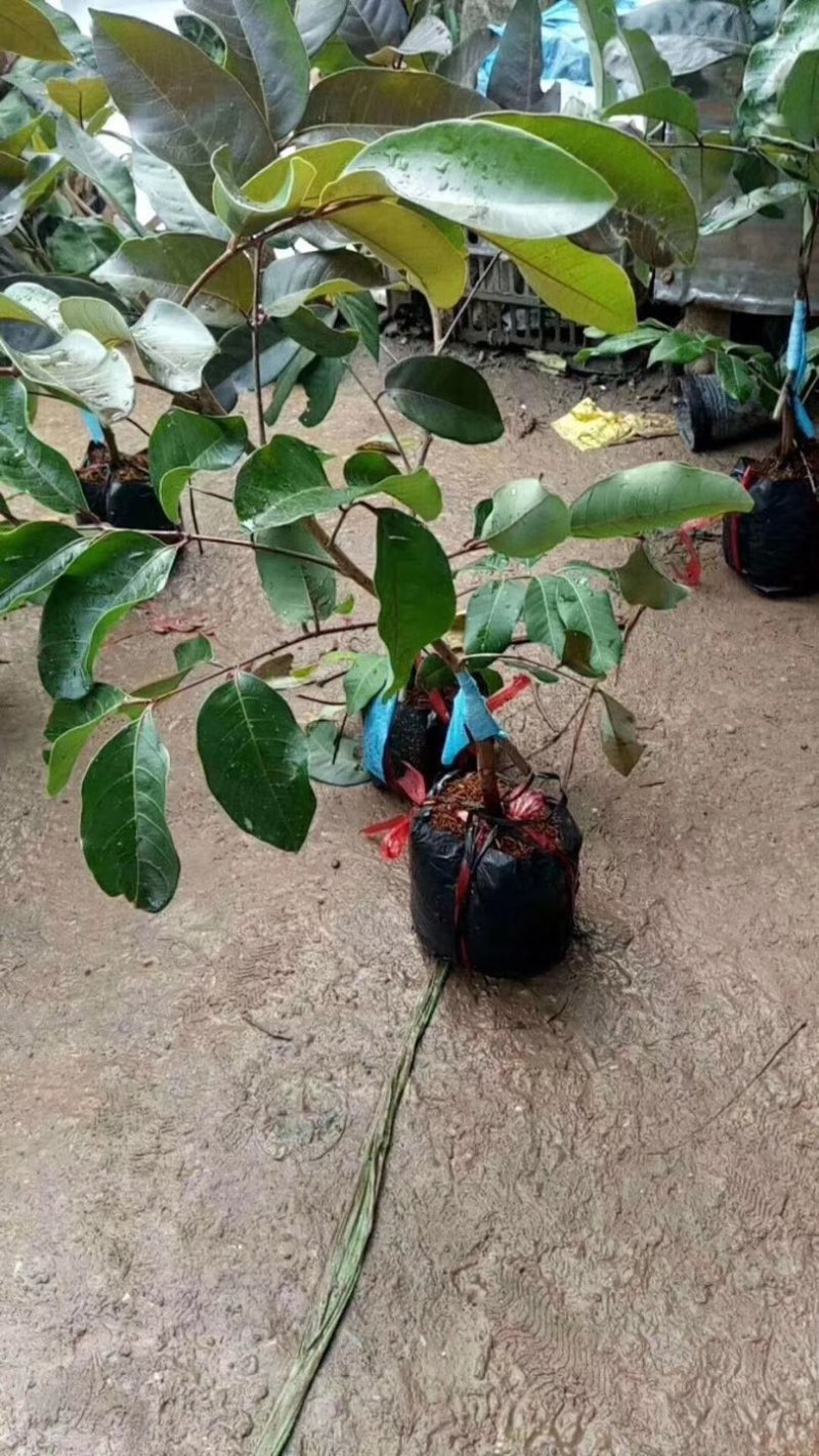 嫁接红龙眼树苗四季蜜龙眼树苗植当年结果