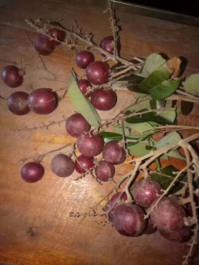 嫁接红龙眼树苗四季蜜龙眼树苗植当年结果
