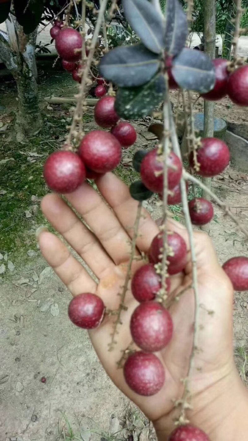 嫁接红龙眼树苗四季蜜龙眼树苗植当年结果