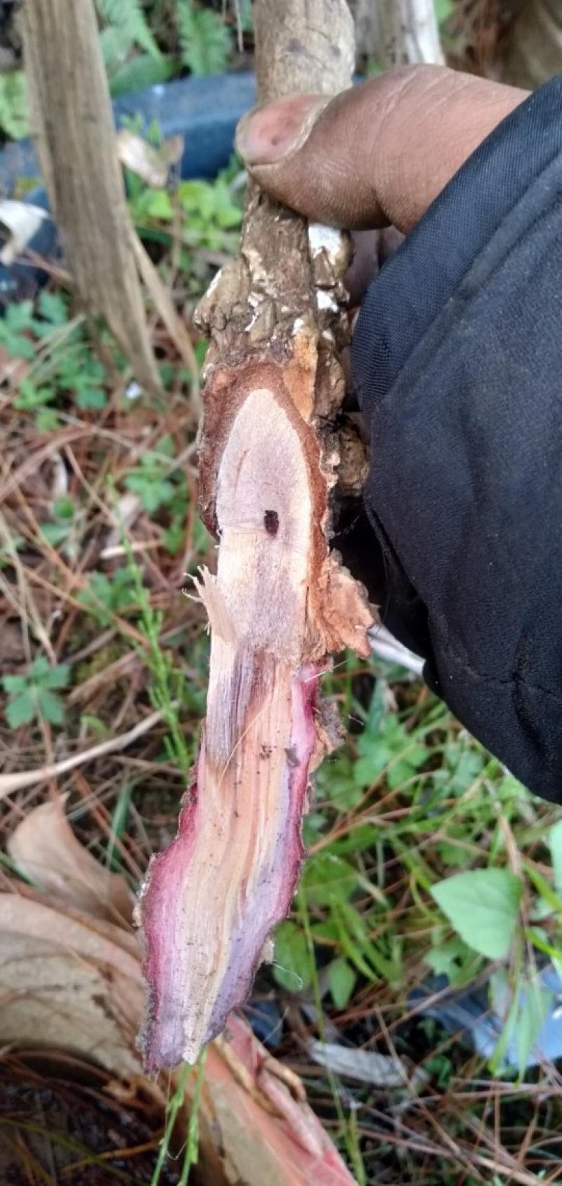 滇鸡血藤干片云南道地药材套装