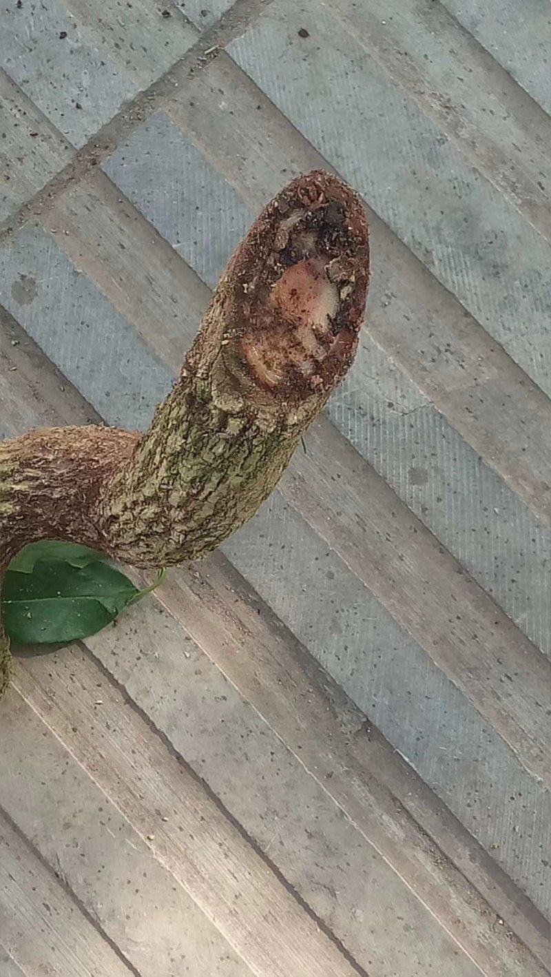 滇鸡血藤干片云南道地药材套装