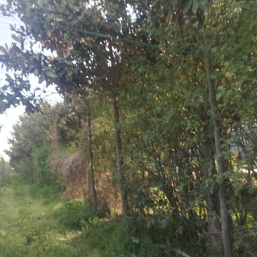 大量供应8----25公分广玉兰实地照片欢迎选购
