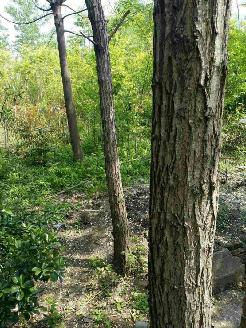 刺槐树苗