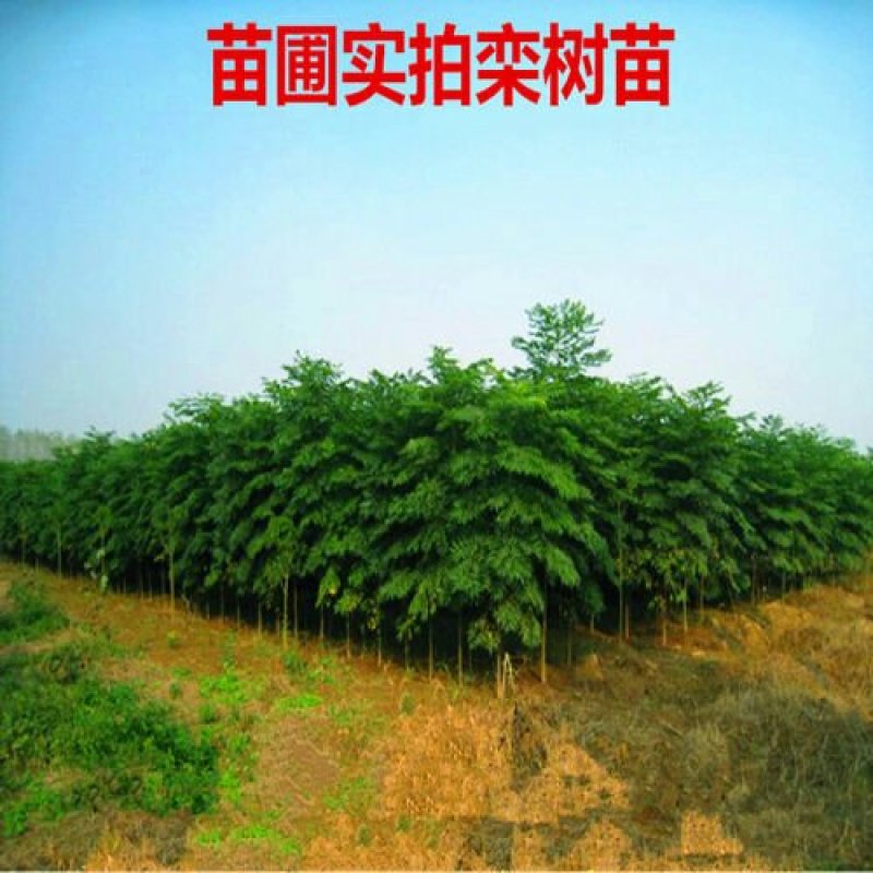 栾树苗