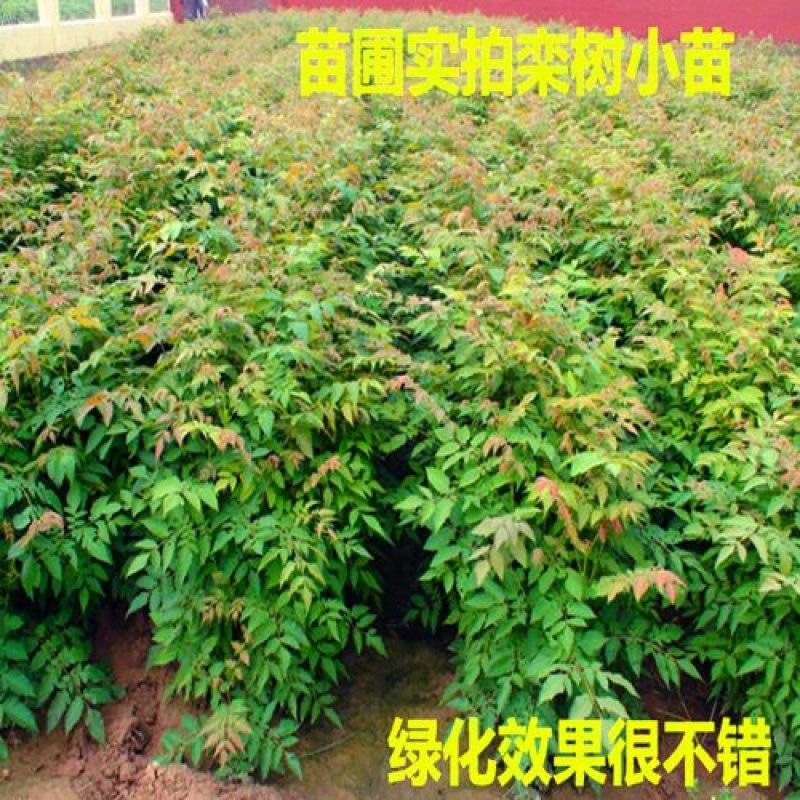 栾树苗