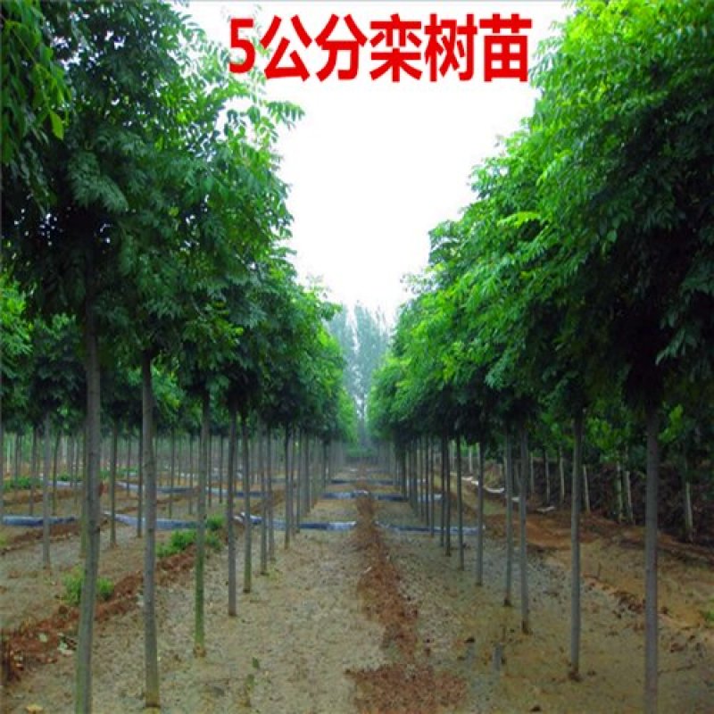 栾树苗