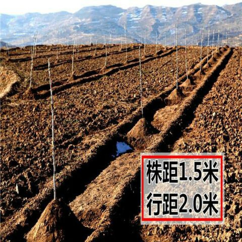 核桃树苗
