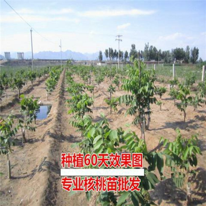 核桃树苗