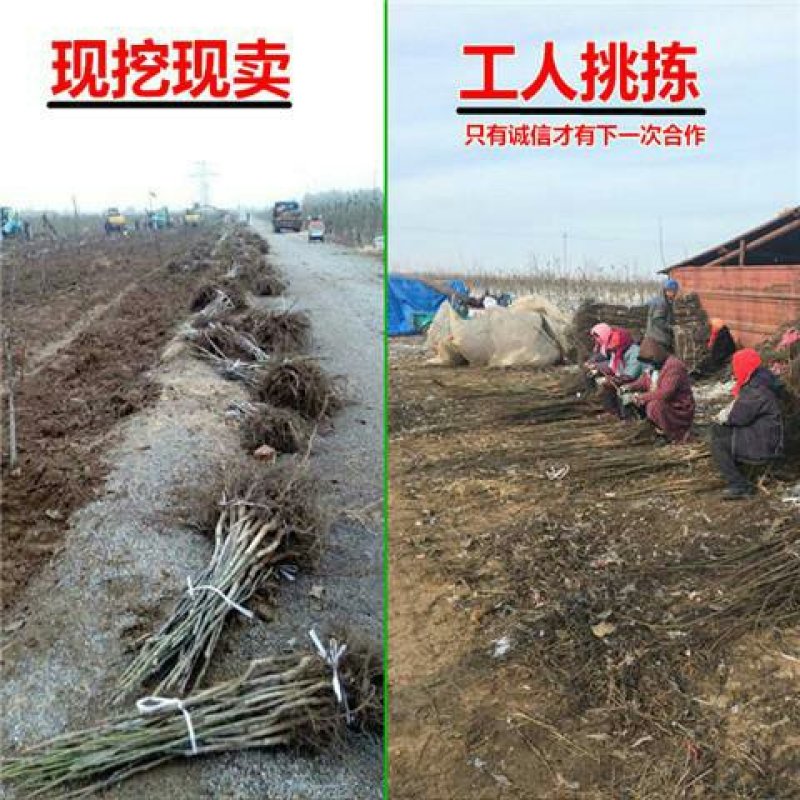 核桃树苗