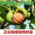 核桃树苗