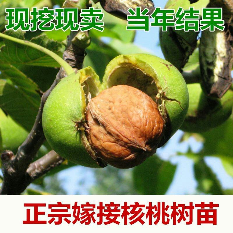 核桃树苗