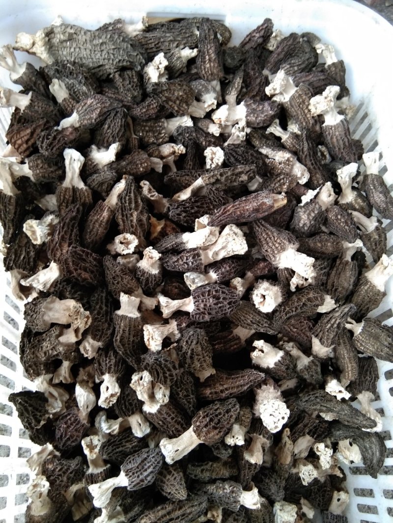 羊肚菌