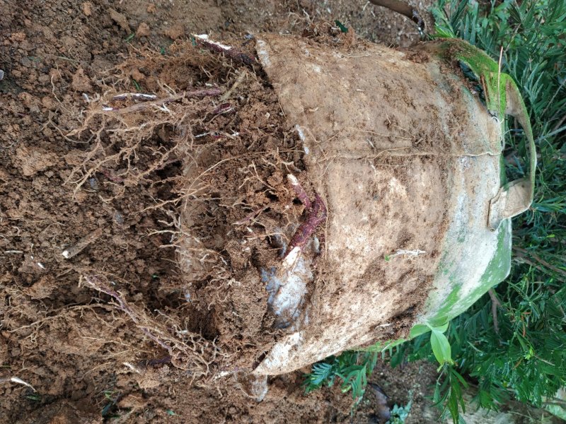 红豆杉福建产地直销一手货源长期供应货源充足可实地选苗规格