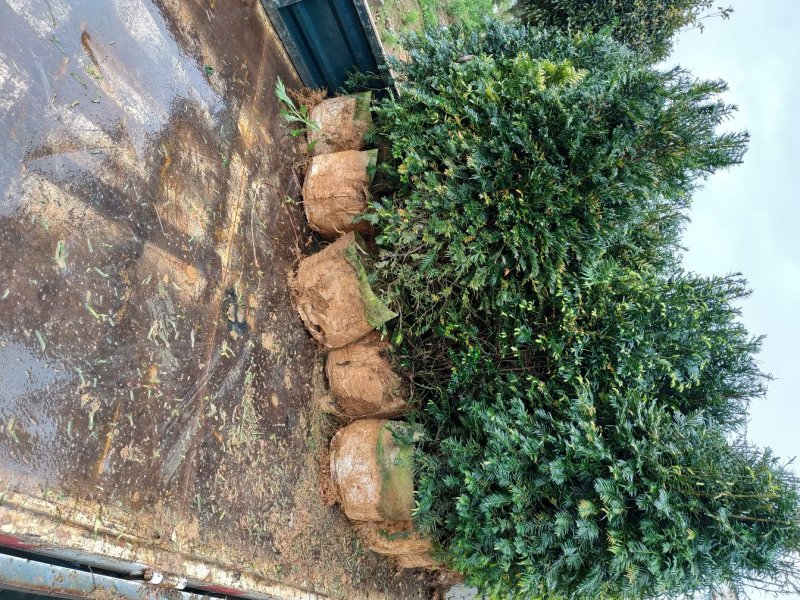 红豆杉福建产地直销一手货源长期供应货源充足可实地选苗规格