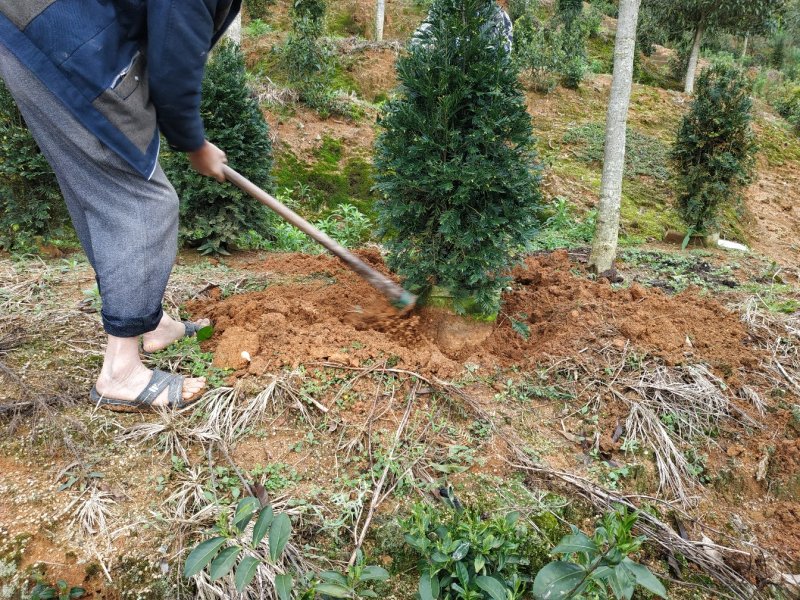 红豆杉福建产地直销一手货源长期供应货源充足可实地选苗规格