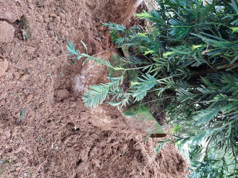 红豆杉福建产地直销一手货源长期供应货源充足可实地选苗规格