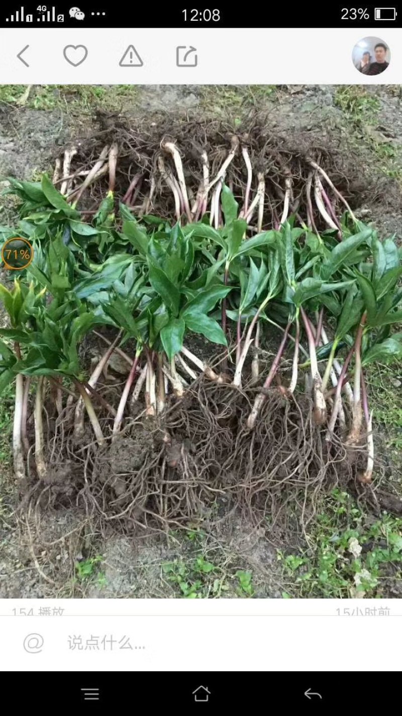 重楼苗华重楼苗野生七叶一枝花苗
