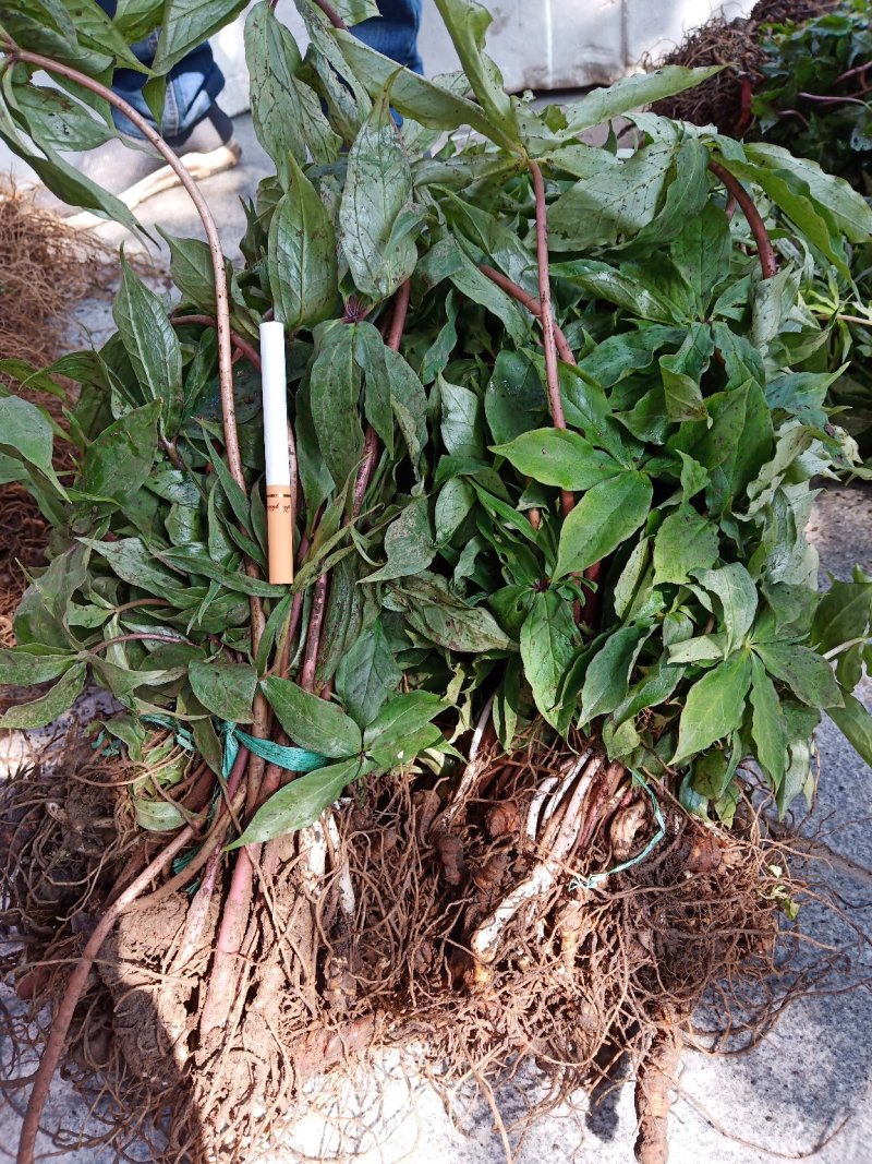 重楼苗华重楼苗野生七叶一枝花苗