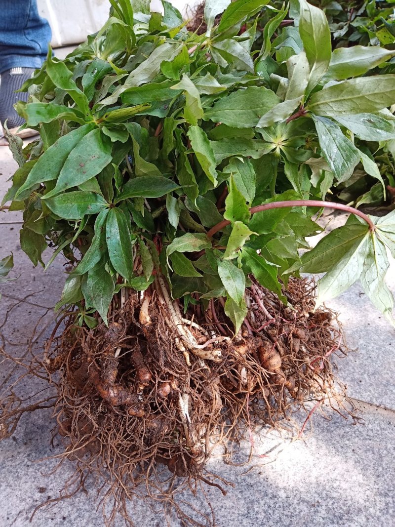 重楼苗华重楼苗野生七叶一枝花苗