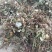 蒲公英